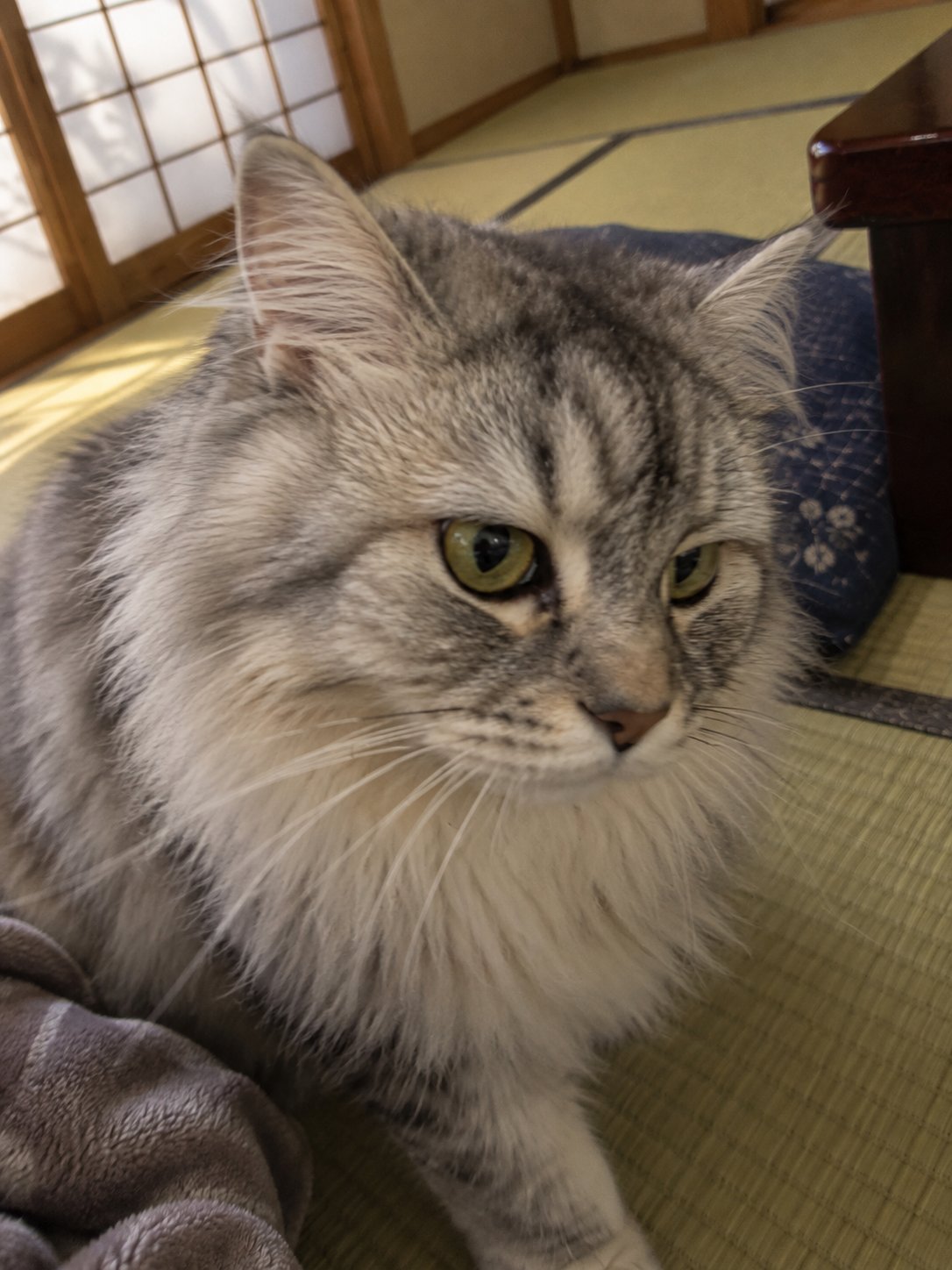 人見知りの猫ちゃんの留守番｜姿を見せることを求めず、食事と排泄を具体的に報告