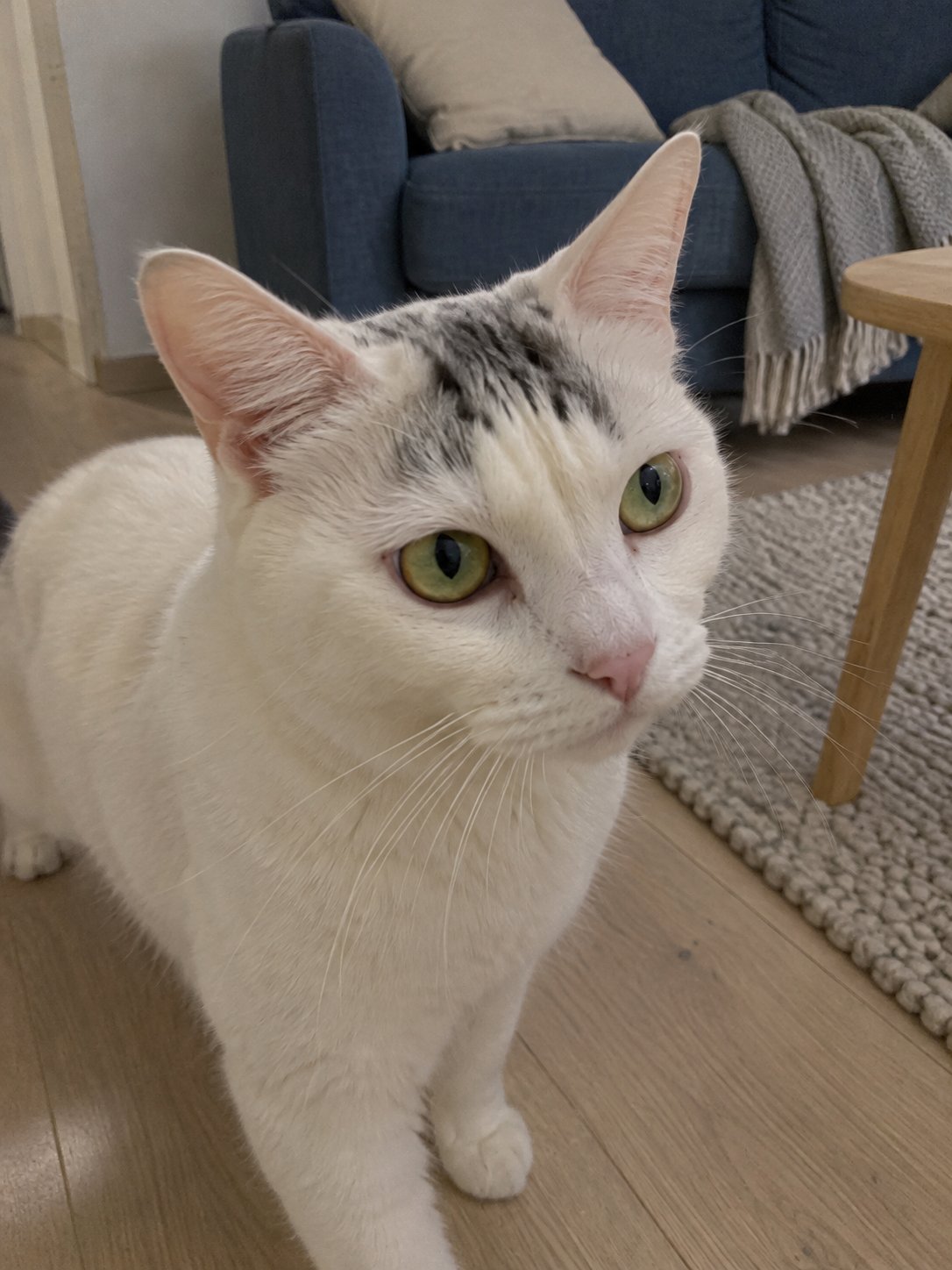 出張中の猫ちゃんのごはん｜食べる時間と器の置き場所を事前に相談