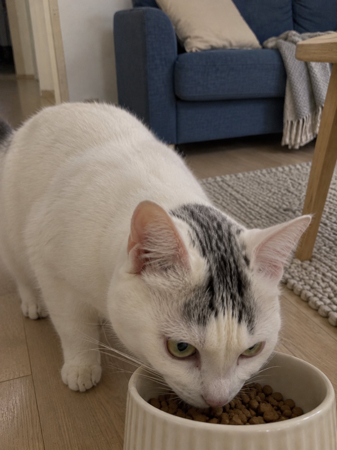 青いソファの北欧風でごはんを食べる猫のイメージ