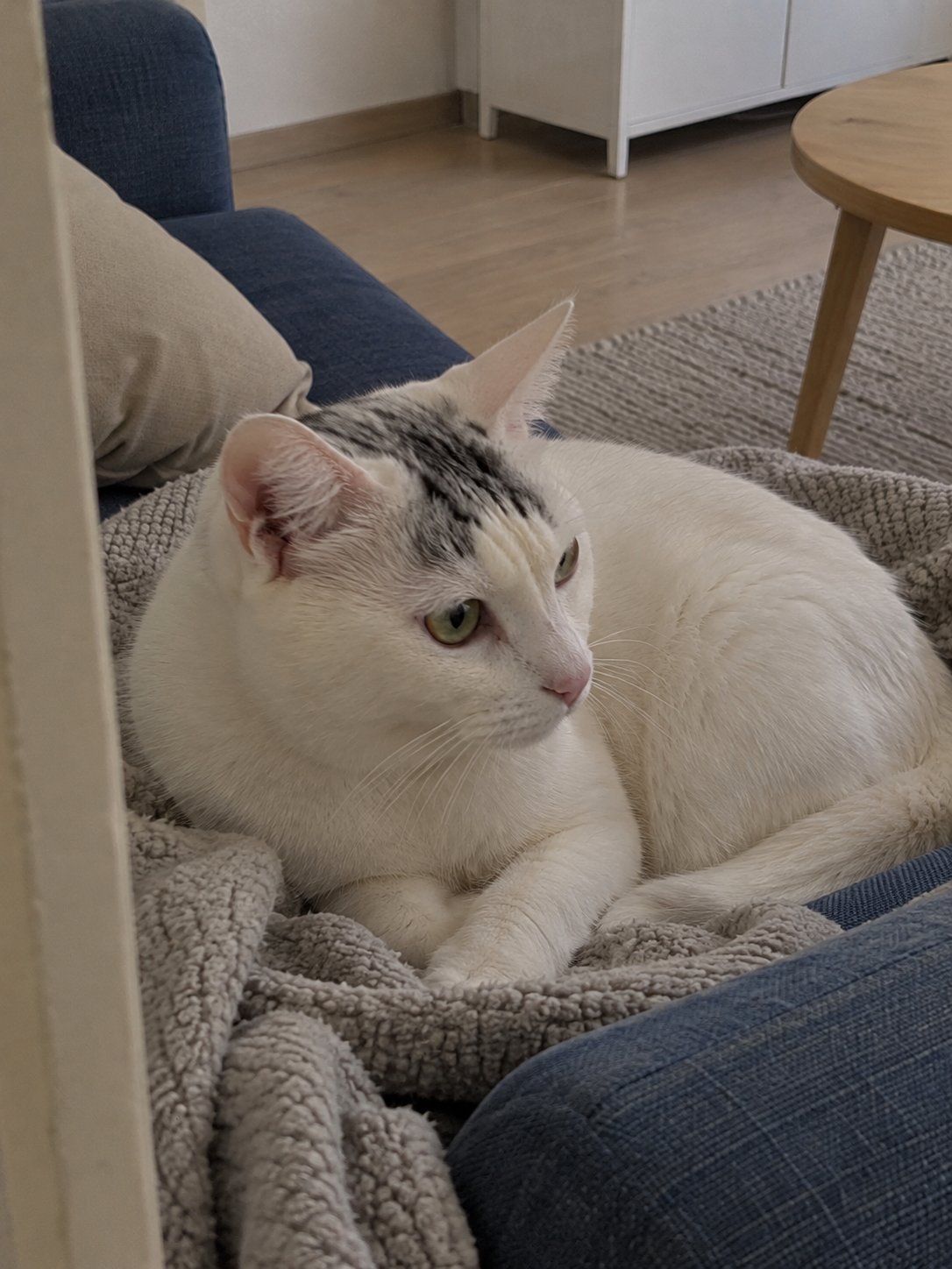 青いソファの北欧風で休んでいる猫のイメージ