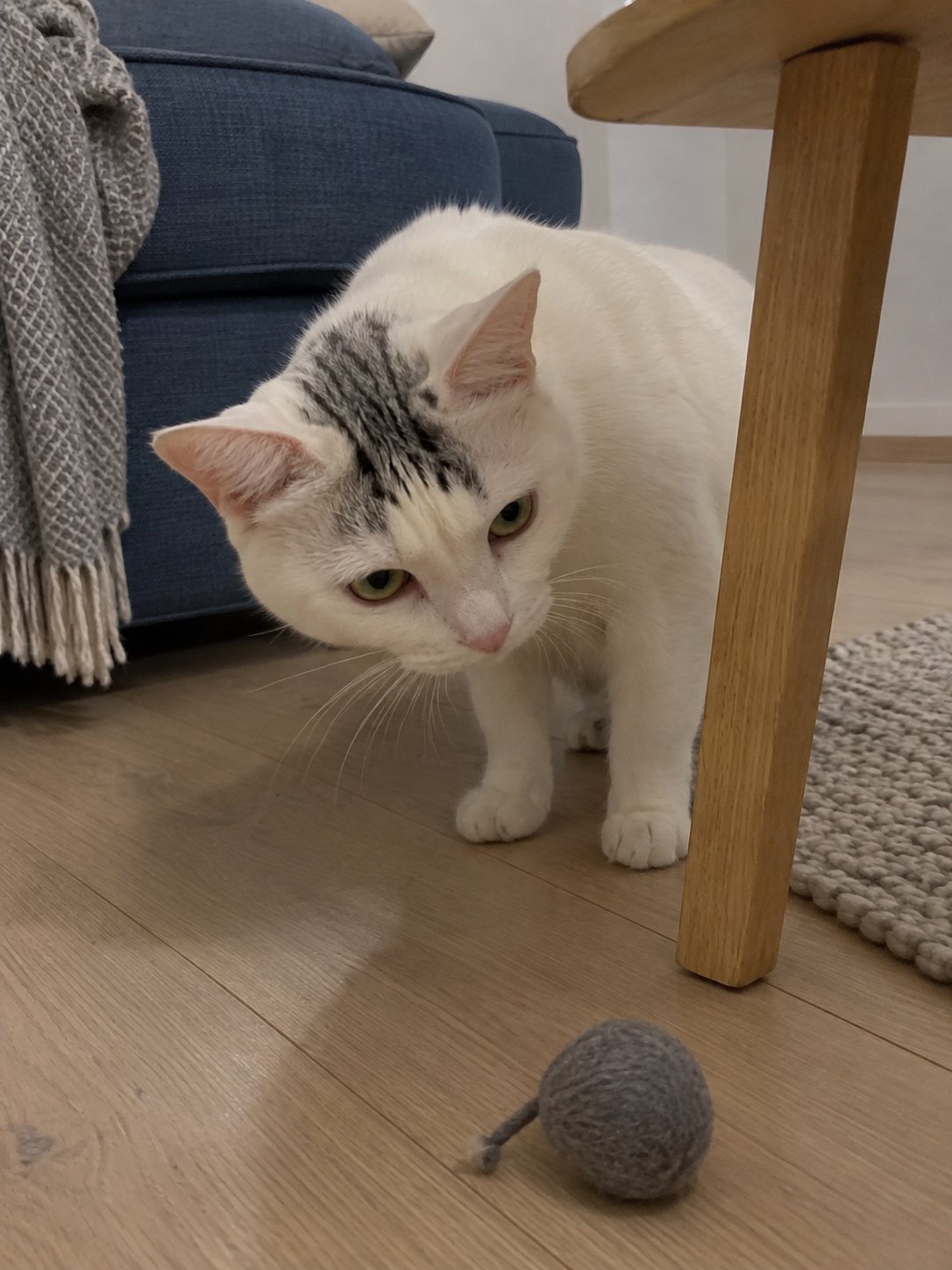 青いソファの北欧風で室内の様子を確かめる猫のイメージ