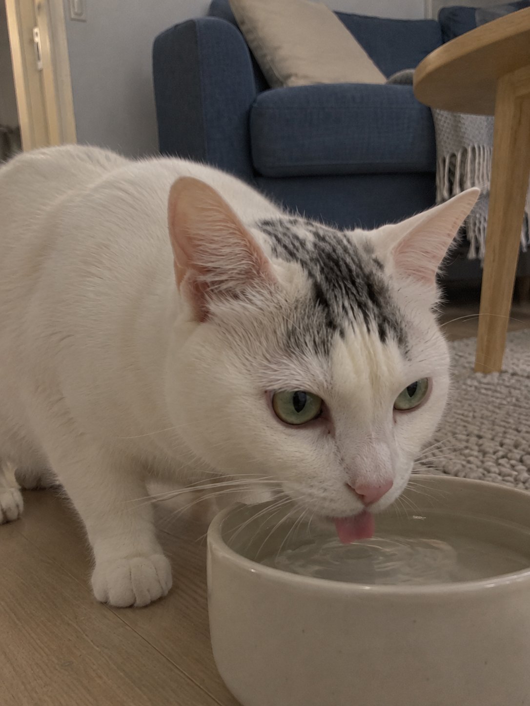 青いソファの北欧風で水飲み場のそばで過ごす猫のイメージ