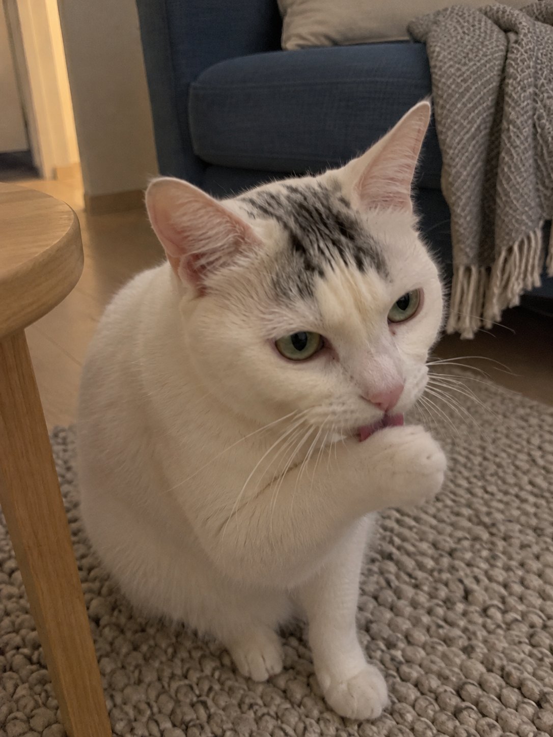 青いソファの北欧風で夕方にくつろぐ猫のイメージ