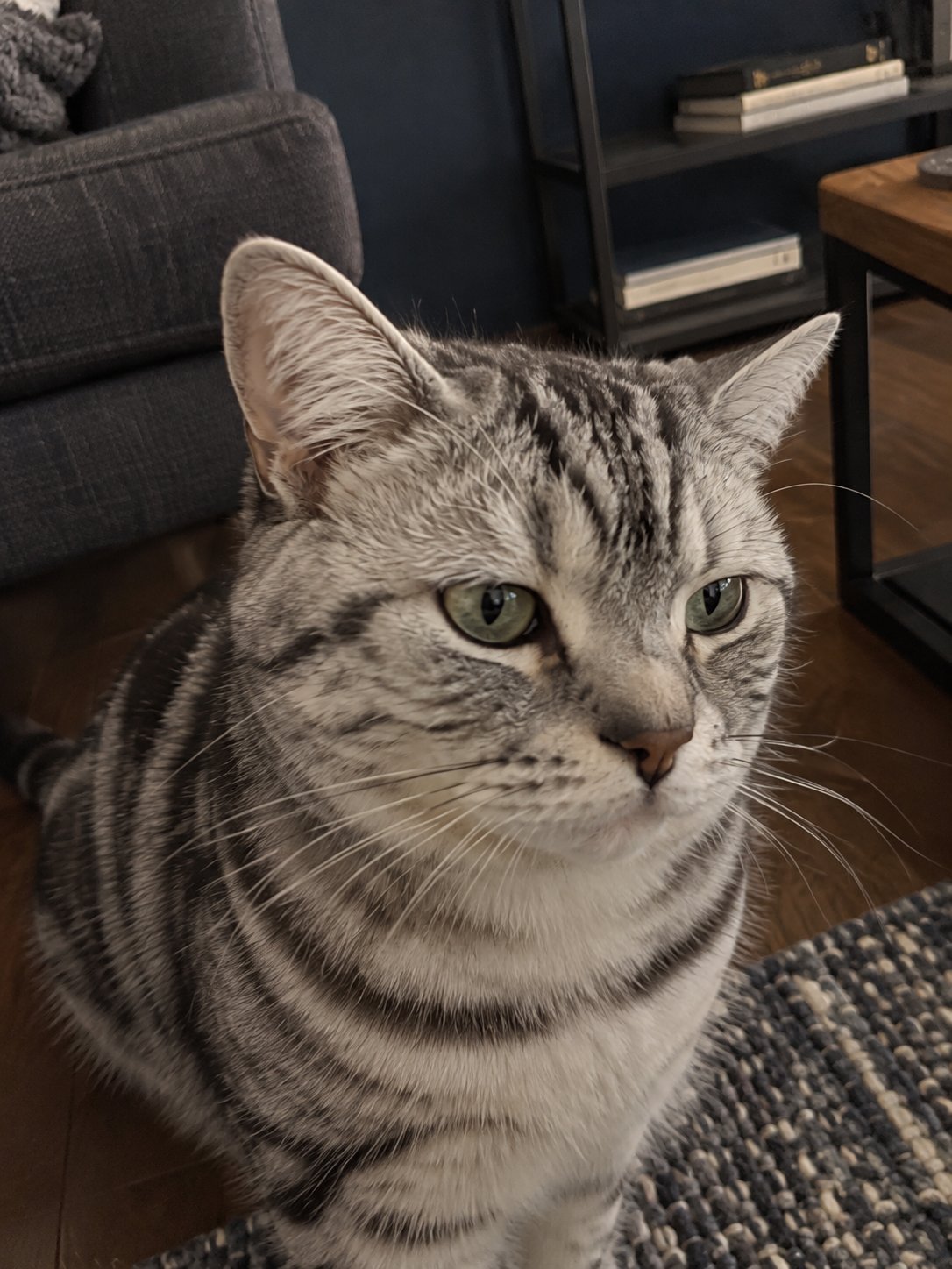 猫ちゃんのペットシッターをリピート｜前回から変わったことも毎回確認