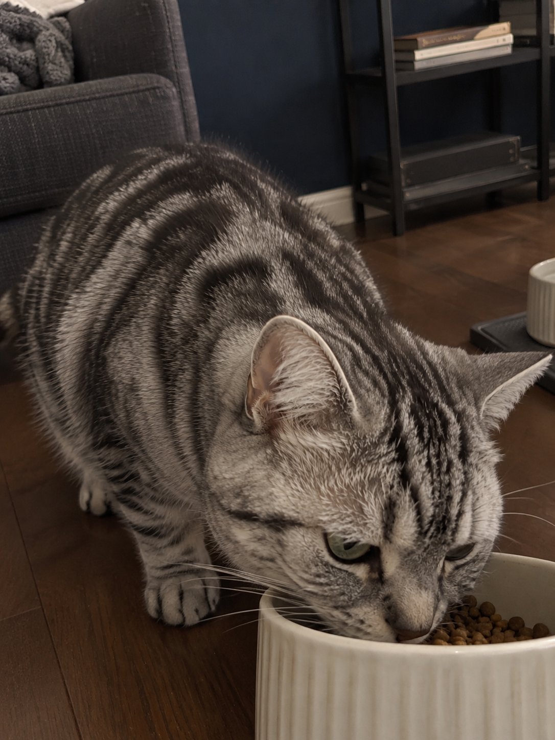 濃紺と黒いスチールの部屋でごはんを食べる猫のイメージ