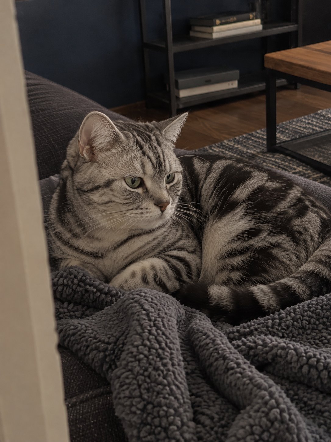 濃紺と黒いスチールの部屋で休んでいる猫のイメージ