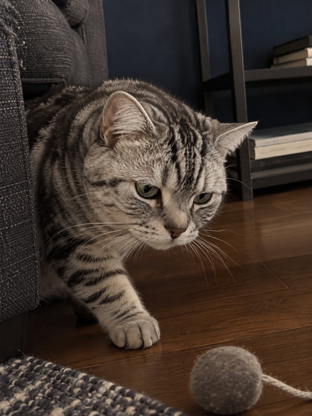 濃紺と黒いスチールの部屋で室内の様子を確かめる猫のイメージ