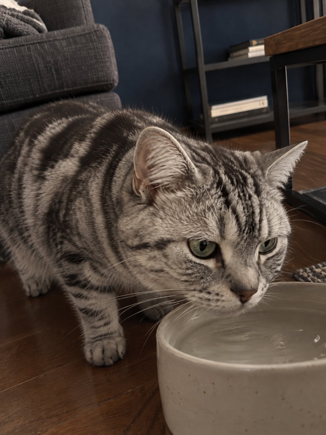 濃紺と黒いスチールの部屋で水飲み場のそばで過ごす猫のイメージ