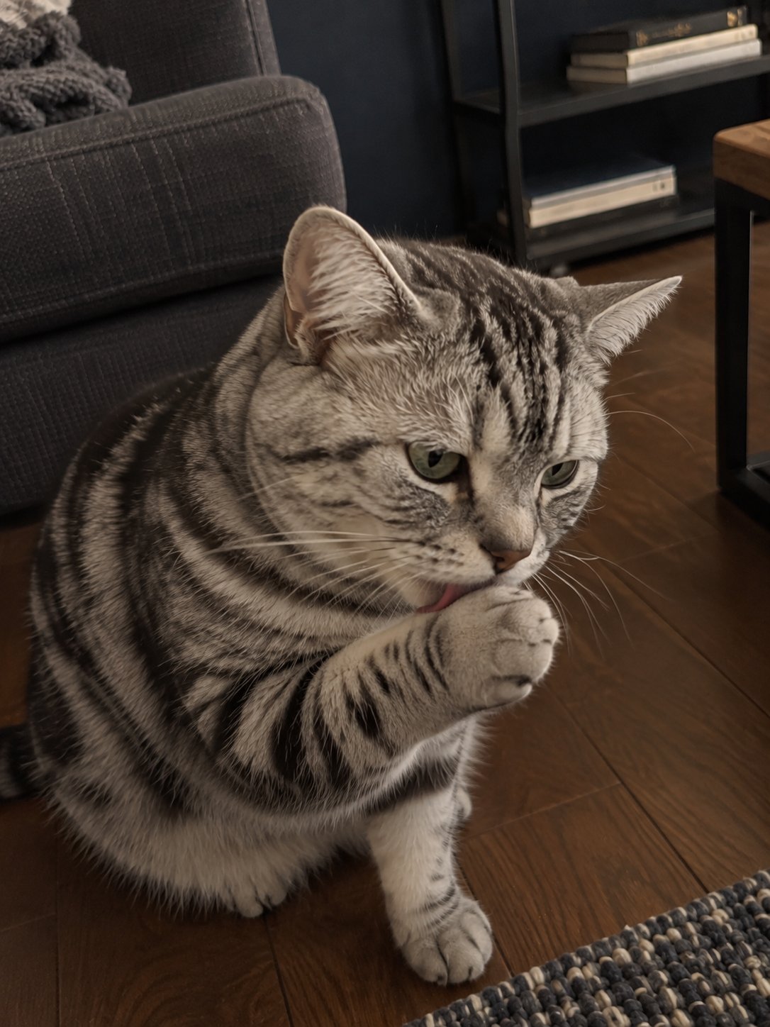 濃紺と黒いスチールの部屋で夕方にくつろぐ猫のイメージ