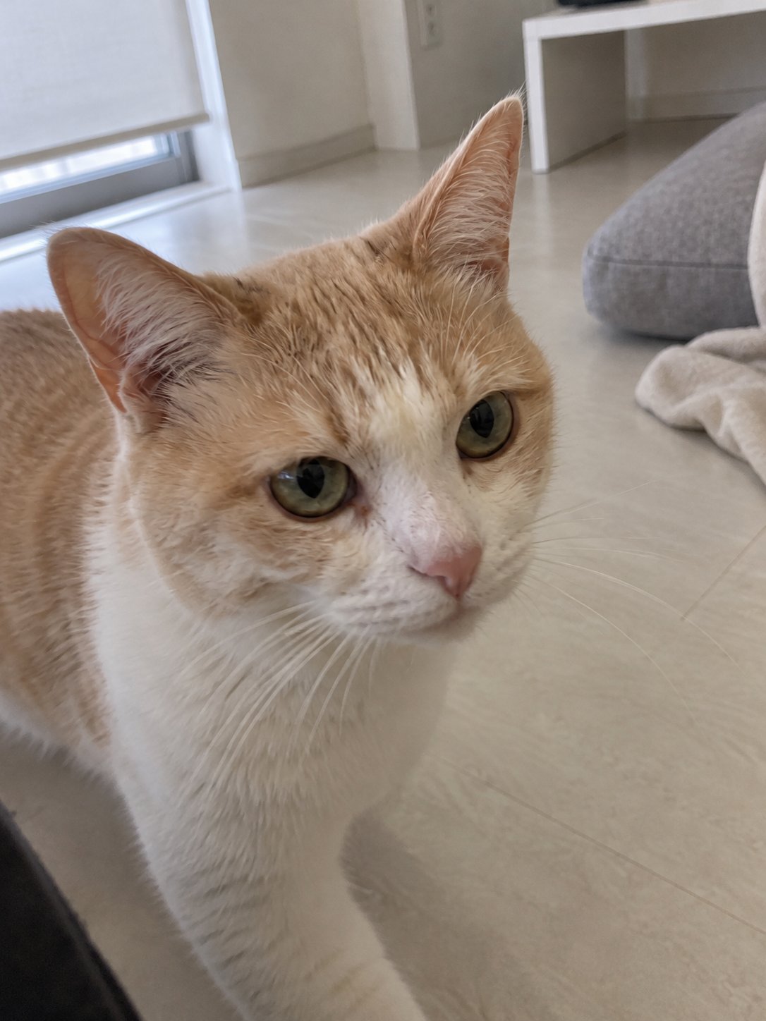 引越し後の猫ちゃんのお留守番｜新しいお部屋でも普段の置き場所を守る