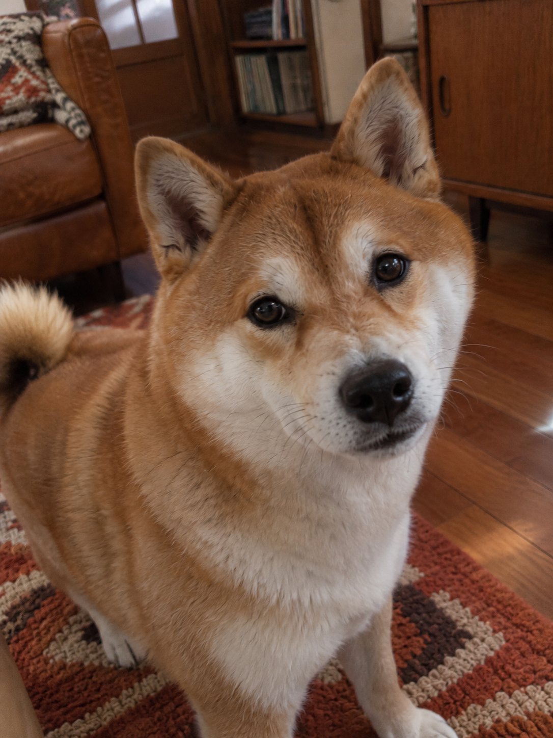 柴犬ちゃんのお散歩を引き継ぐ｜いつもの道と、その日の歩き方を報告
