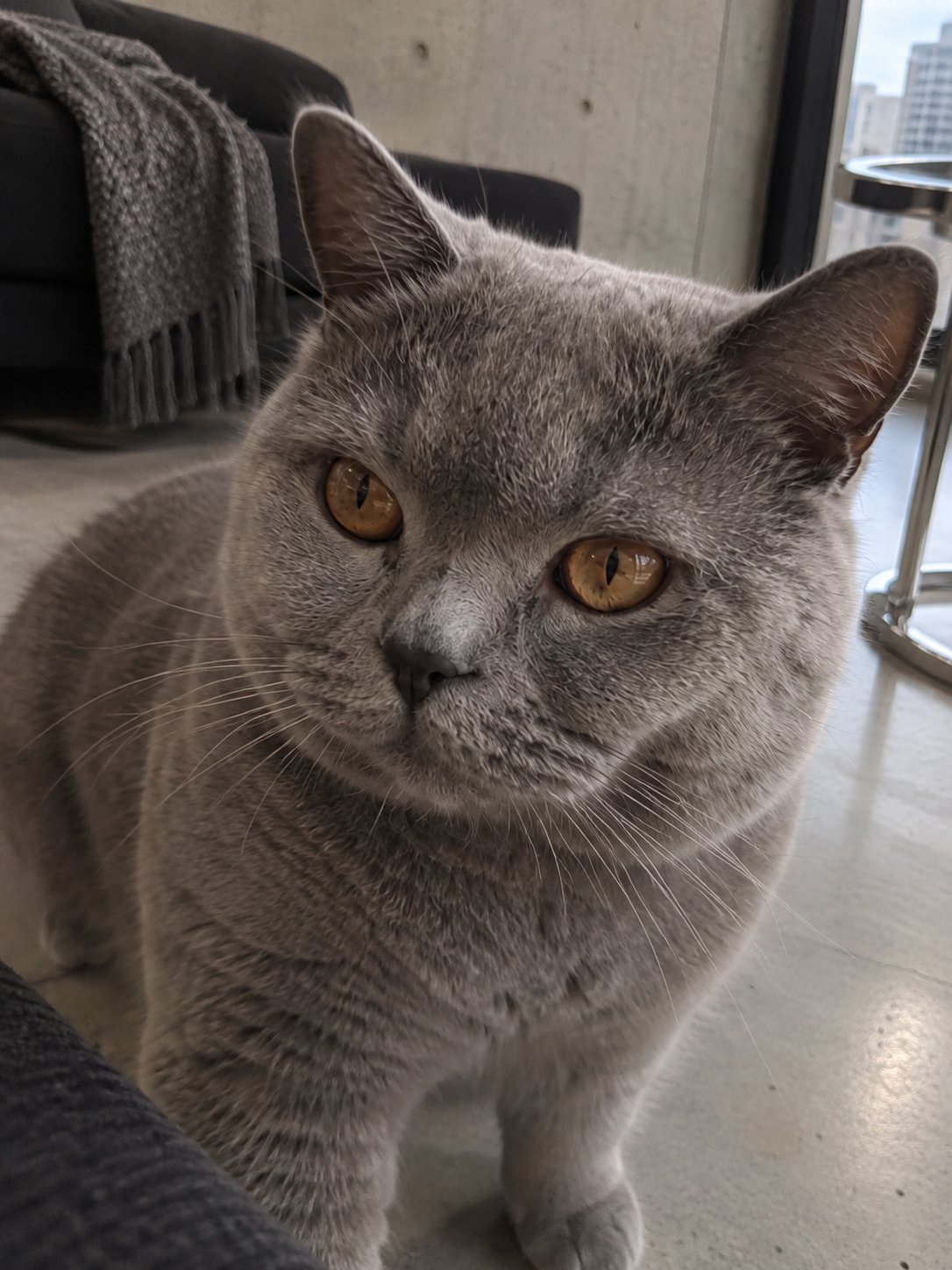近くに来てくれる猫ちゃんも、その子のペースで｜再利用時のお世話と報告