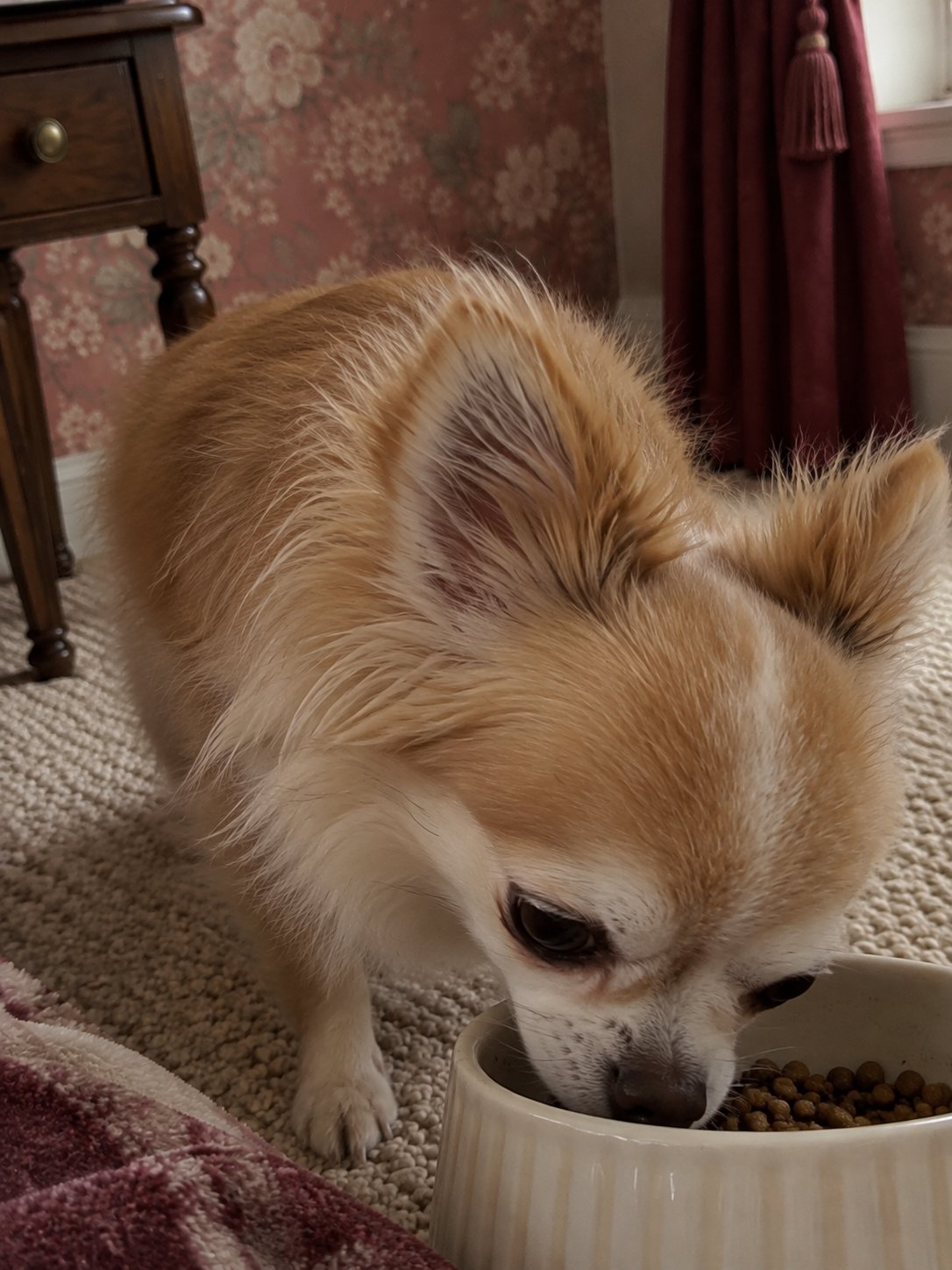 花柄壁紙のクラシックな部屋でごはんを食べる犬のイメージ