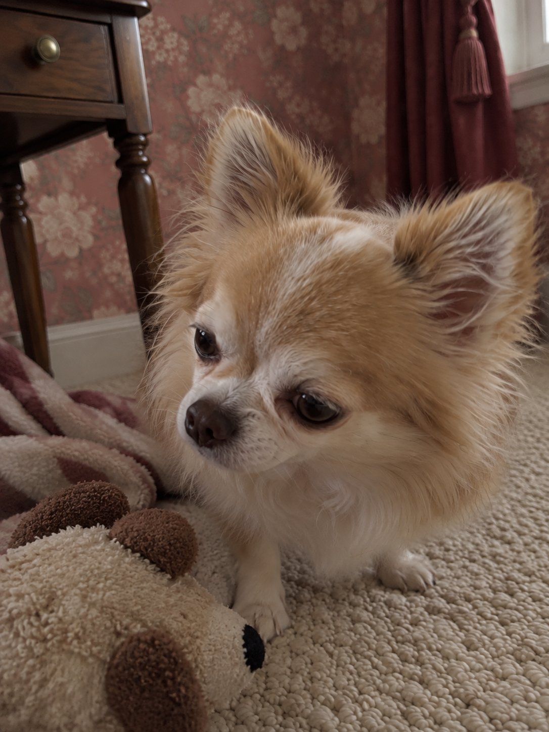 花柄壁紙のクラシックな部屋で室内の様子を確かめる犬のイメージ