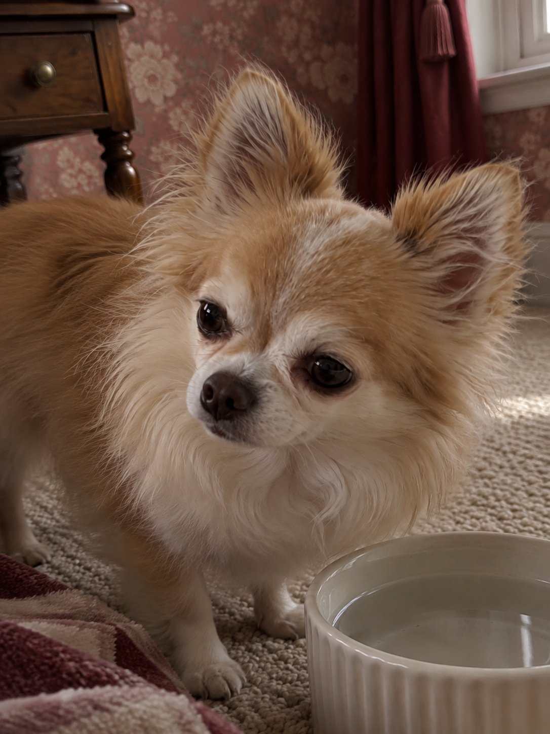 花柄壁紙のクラシックな部屋で水飲み場のそばで過ごす犬のイメージ