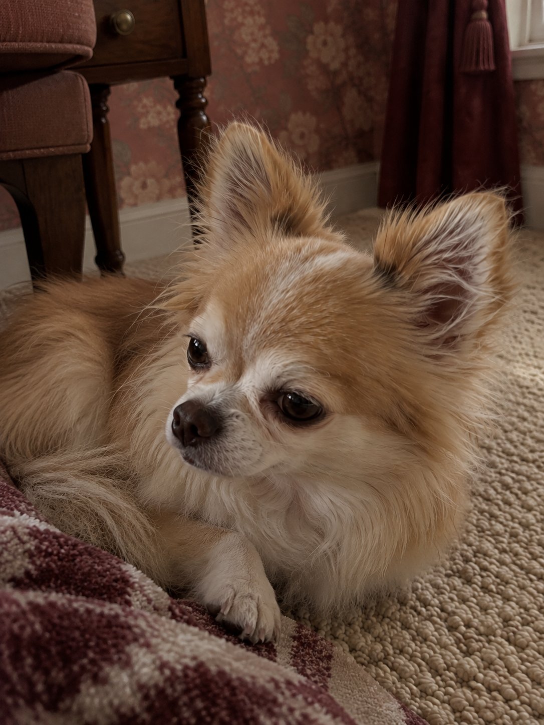 花柄壁紙のクラシックな部屋で夕方にくつろぐ犬のイメージ