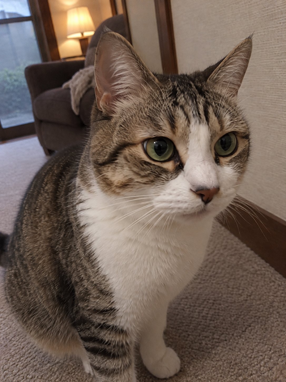 シニア猫ちゃんのお留守番｜食事・休息・動き方の普段を教えていただく