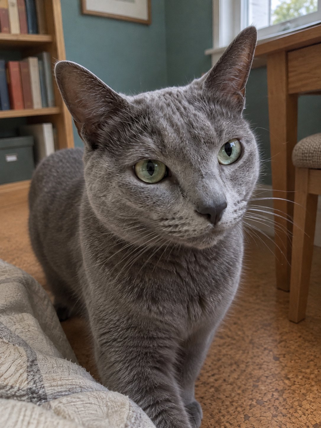 写真に写らない時間も、具体的に伝える｜人見知りの猫ちゃんのリピート利用
