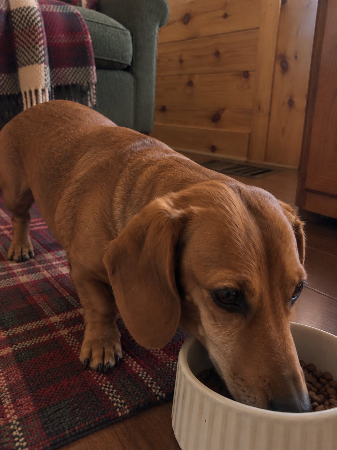 赤いチェックの山小屋風でごはんを食べる犬のイメージ