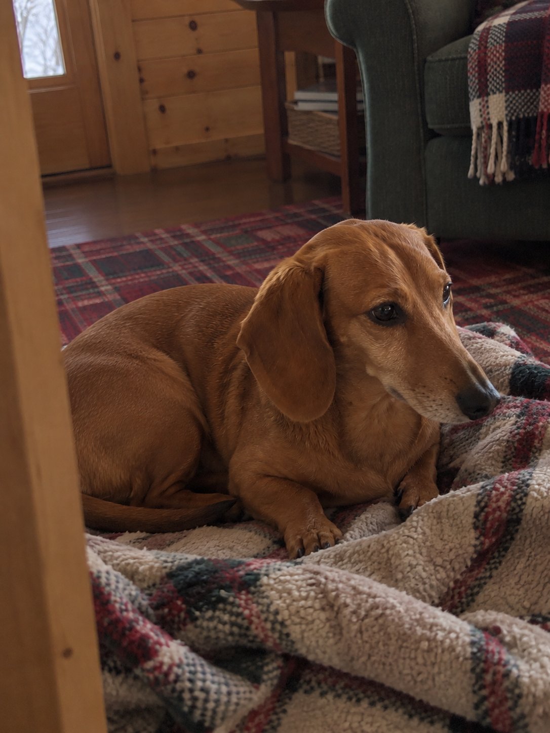 赤いチェックの山小屋風で休んでいる犬のイメージ