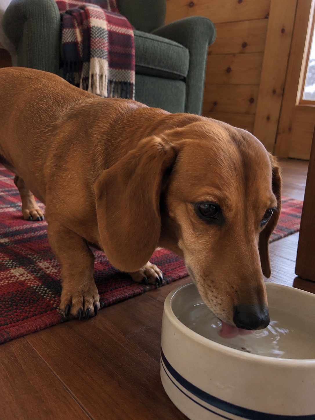 赤いチェックの山小屋風で水飲み場のそばで過ごす犬のイメージ