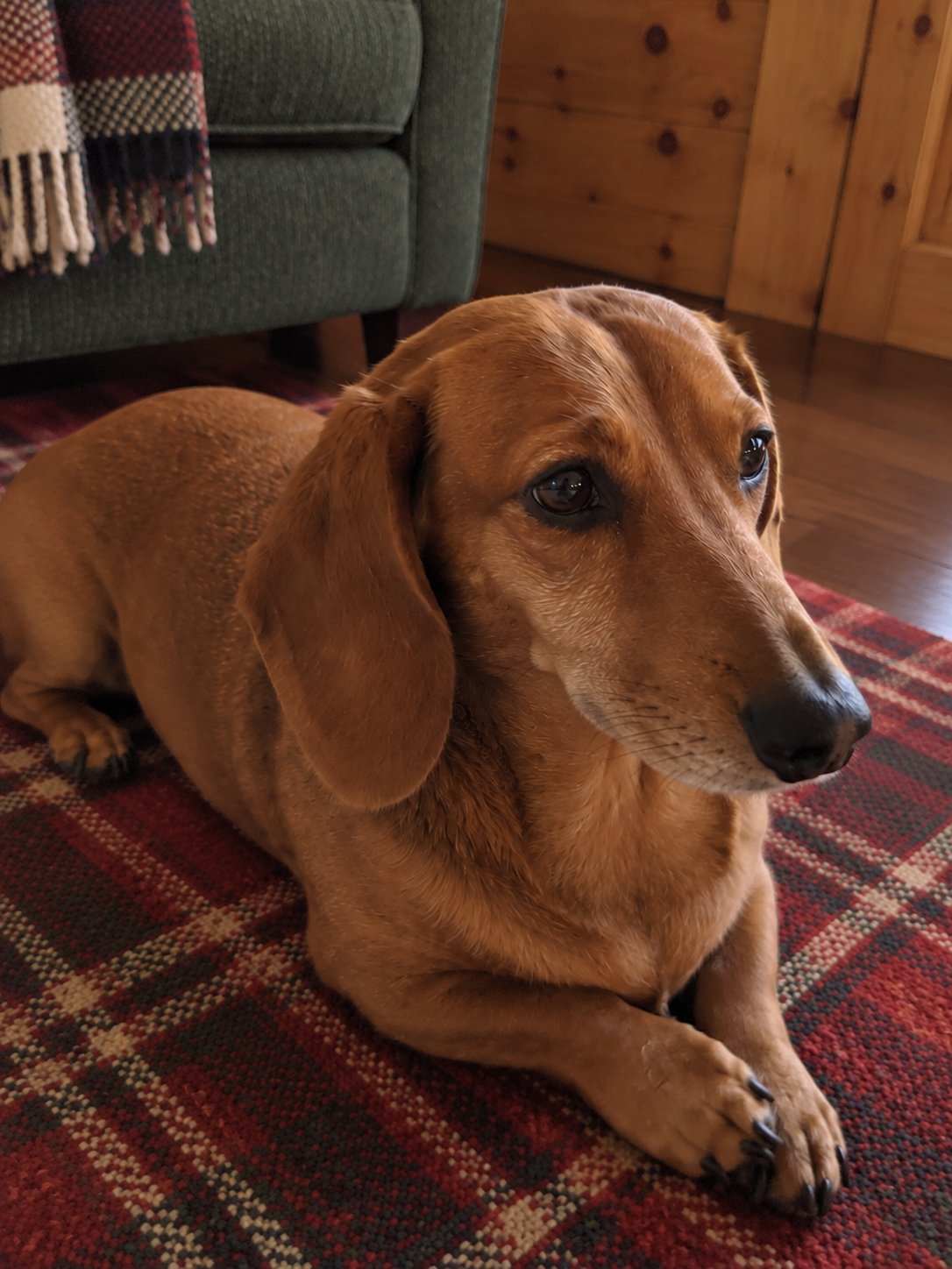 赤いチェックの山小屋風で夕方にくつろぐ犬のイメージ