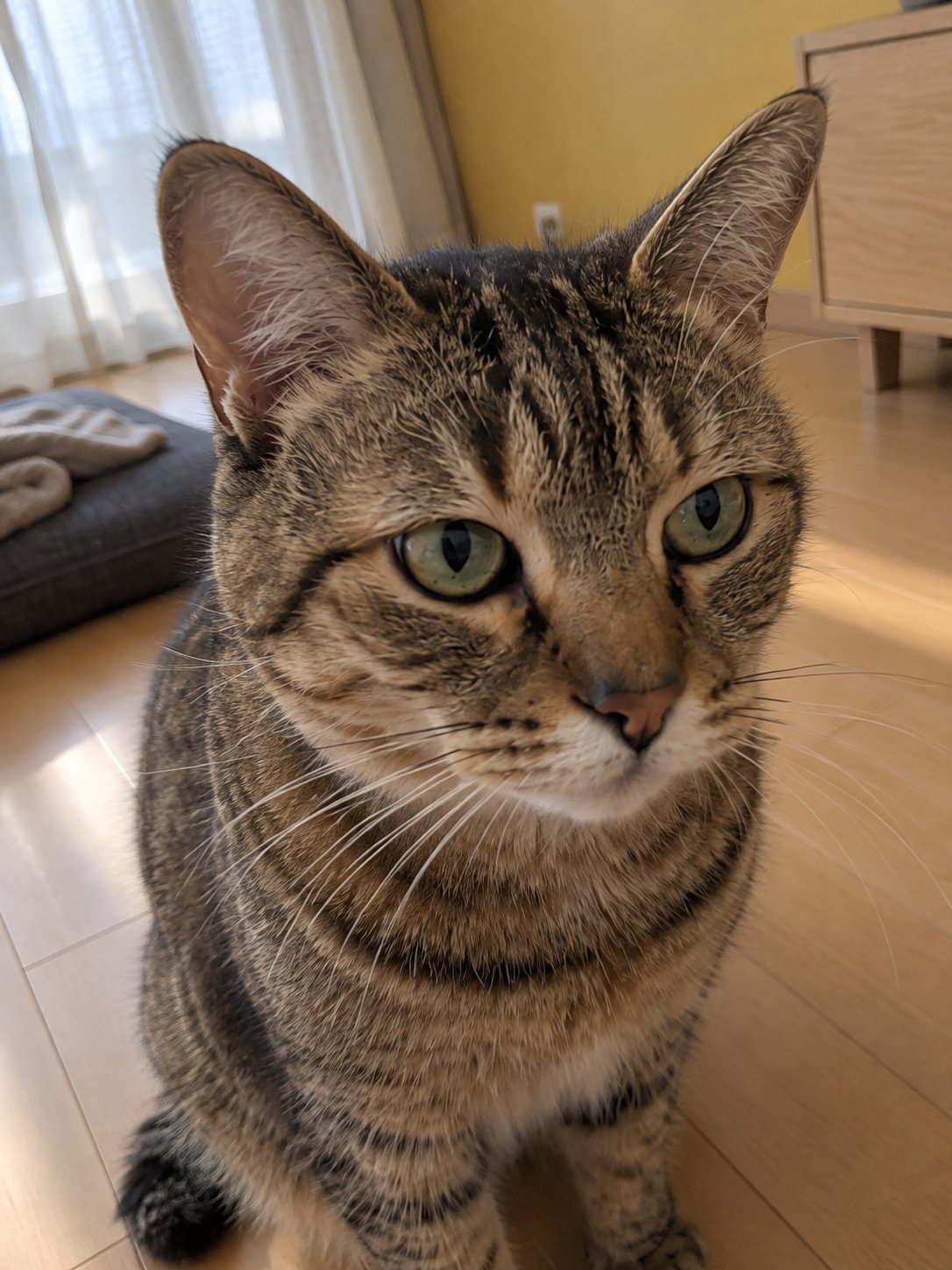猫ちゃんの好きな遊びも少しずつ変わる｜リピート時に見直したお世話