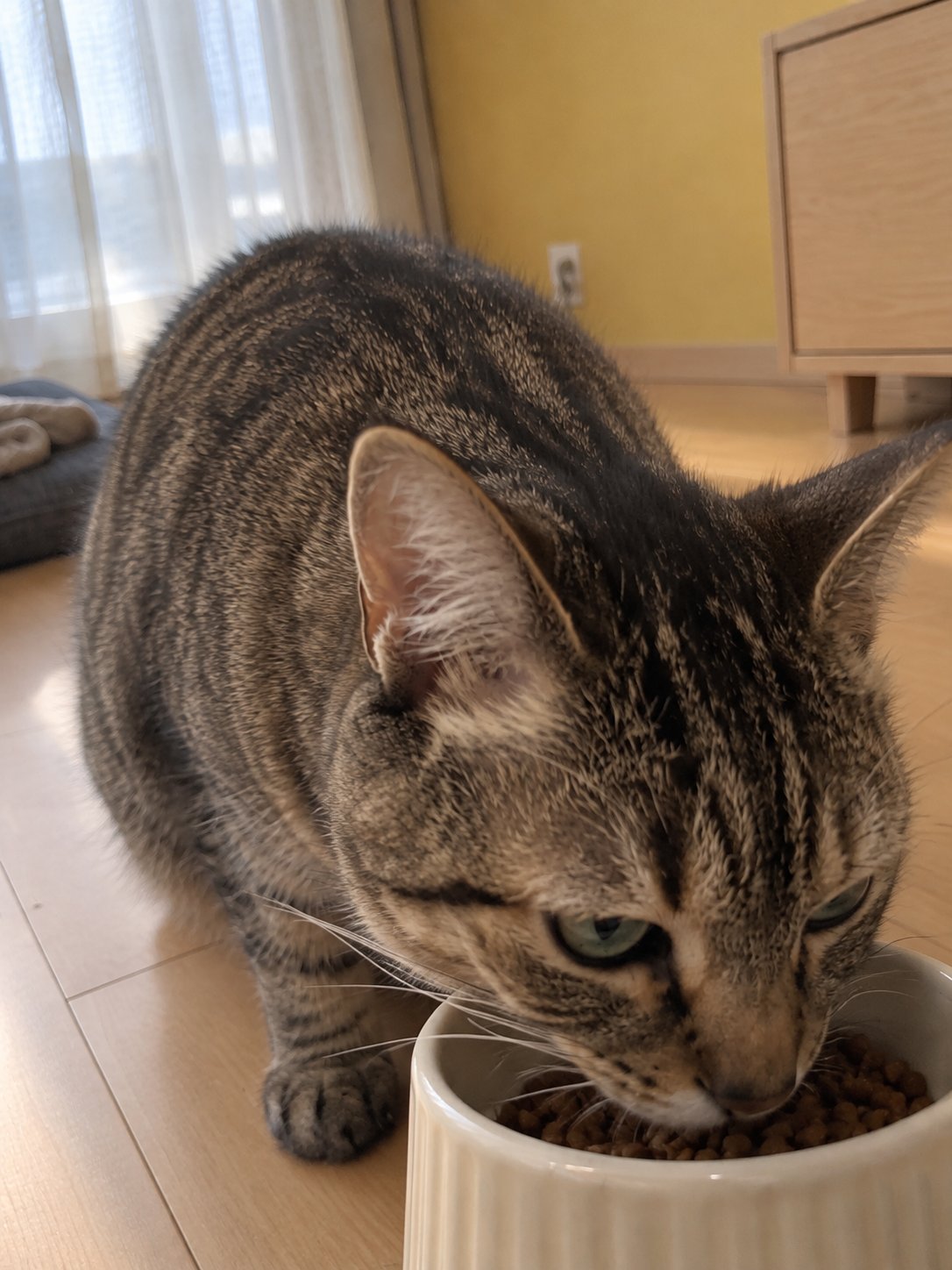 黄色い壁の和モダンでごはんを食べる猫のイメージ