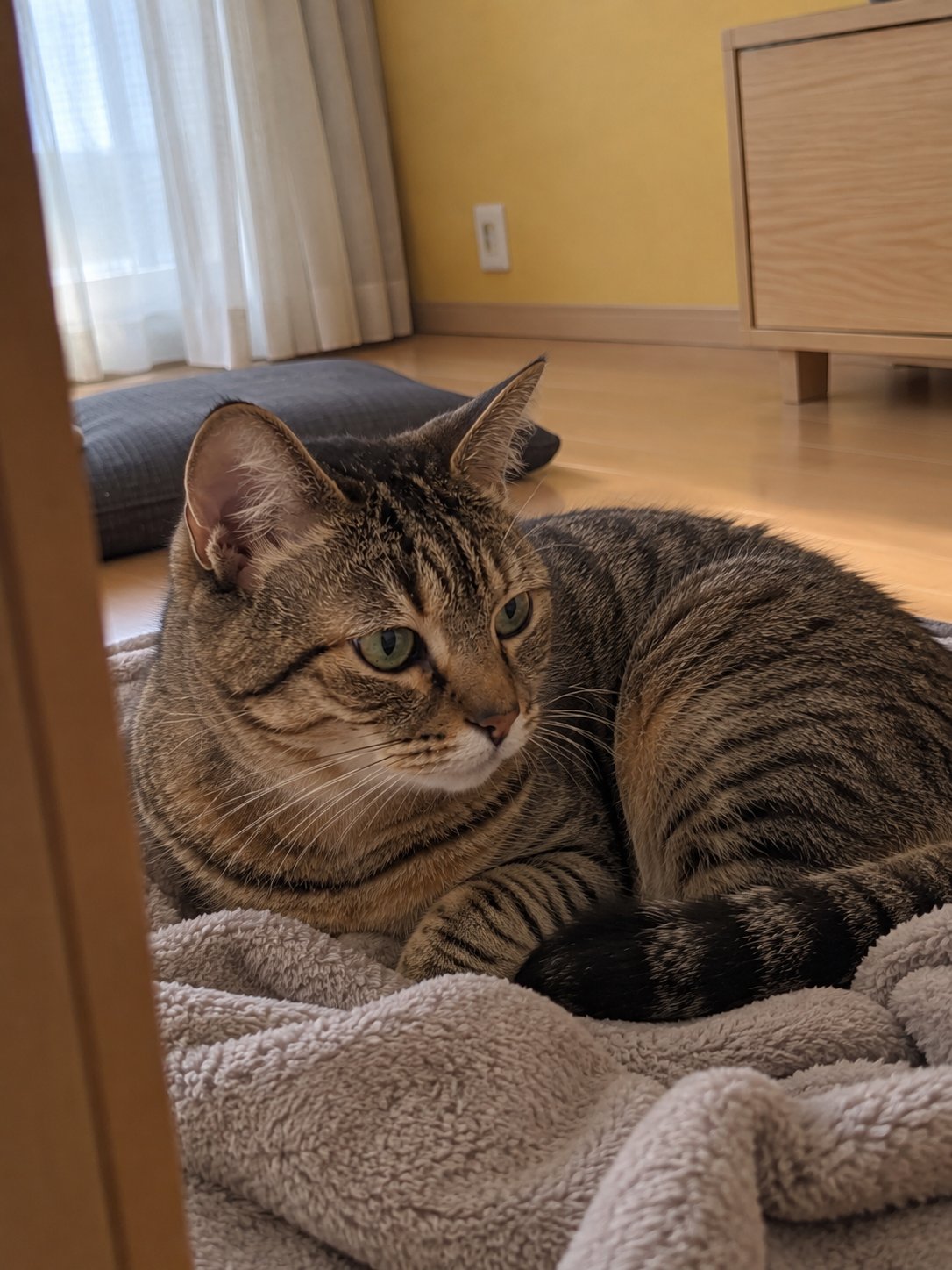 黄色い壁の和モダンで休んでいる猫のイメージ