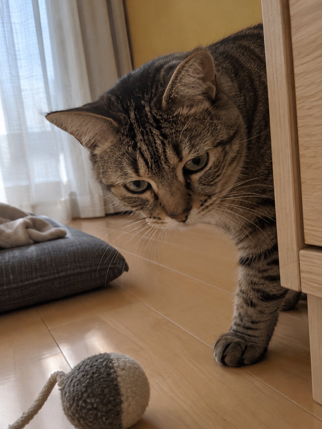 黄色い壁の和モダンで室内の様子を確かめる猫のイメージ