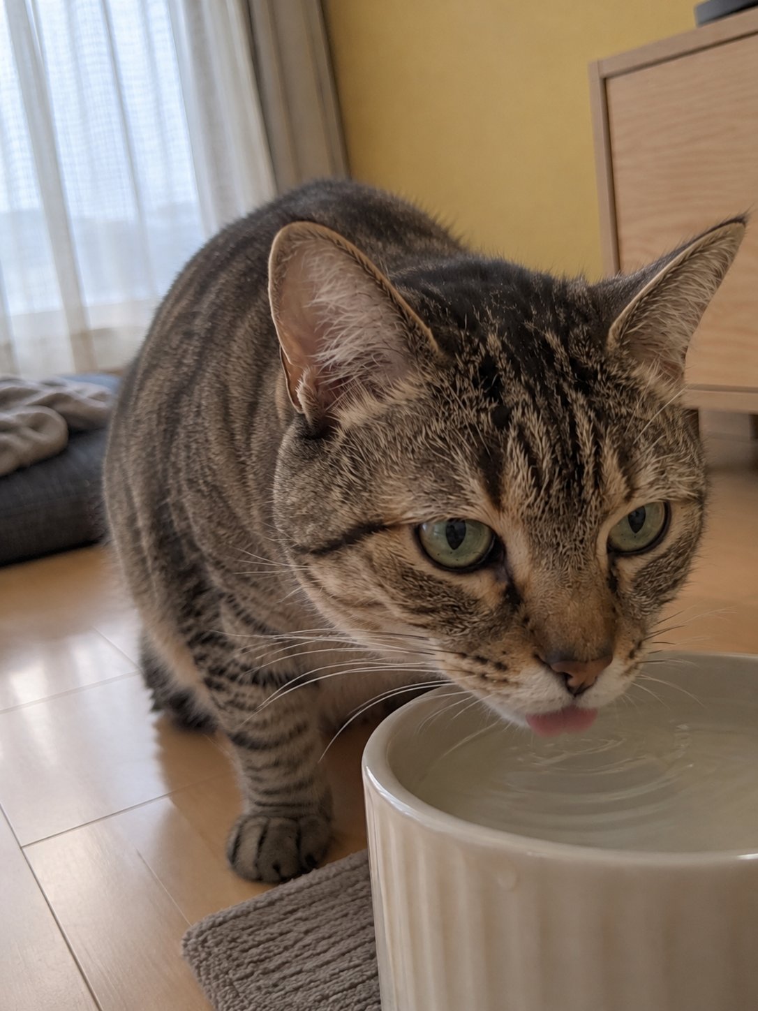 黄色い壁の和モダンで水飲み場のそばで過ごす猫のイメージ