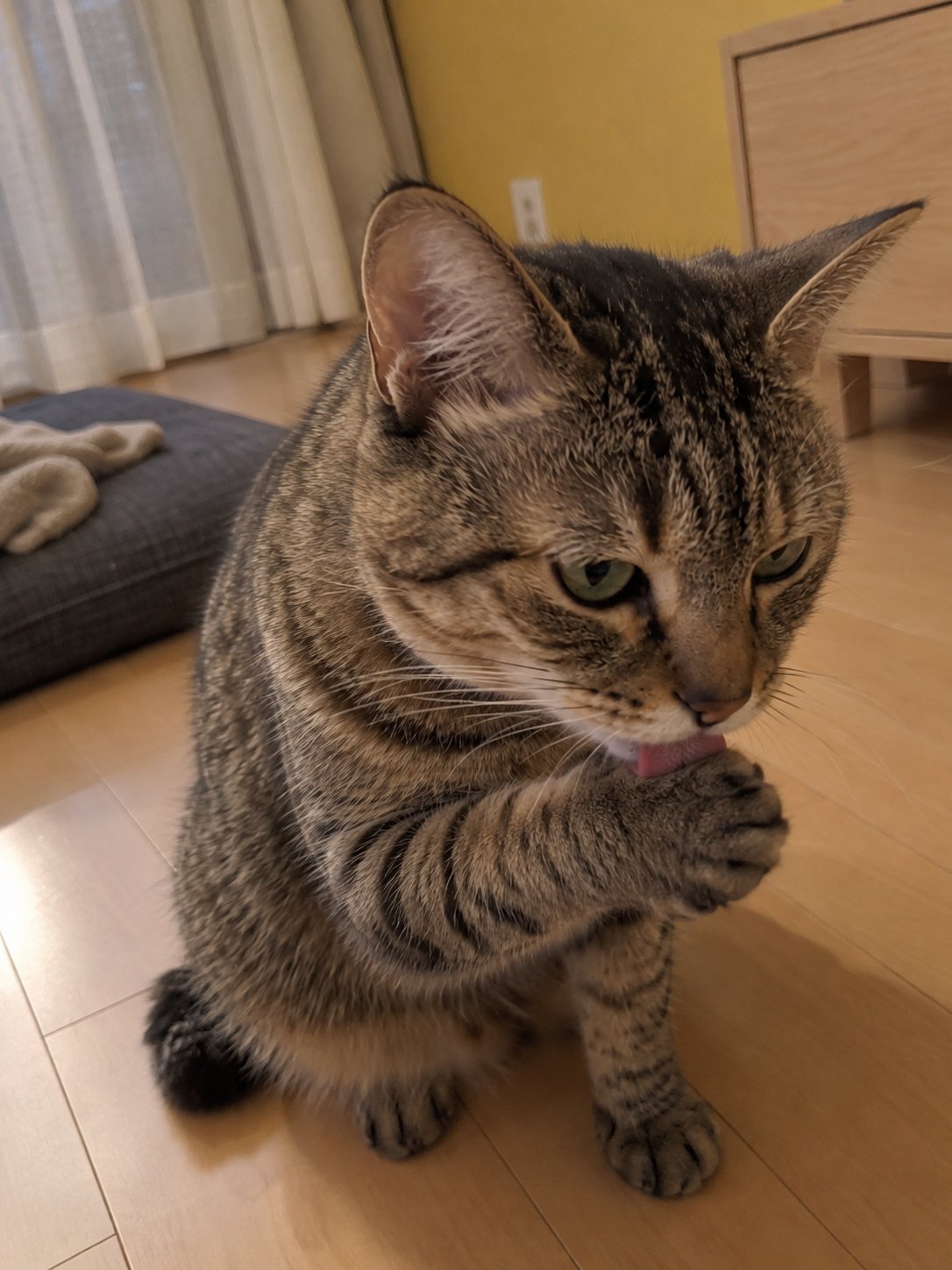 黄色い壁の和モダンで夕方にくつろぐ猫のイメージ