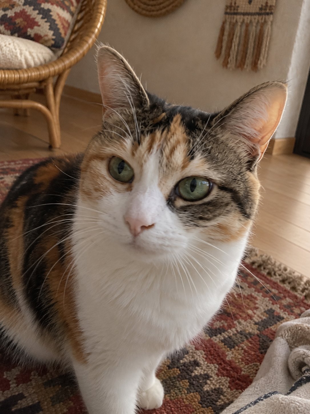 玄関に近づく猫ちゃんのお留守番｜入退室と扉のルールを事前に共有