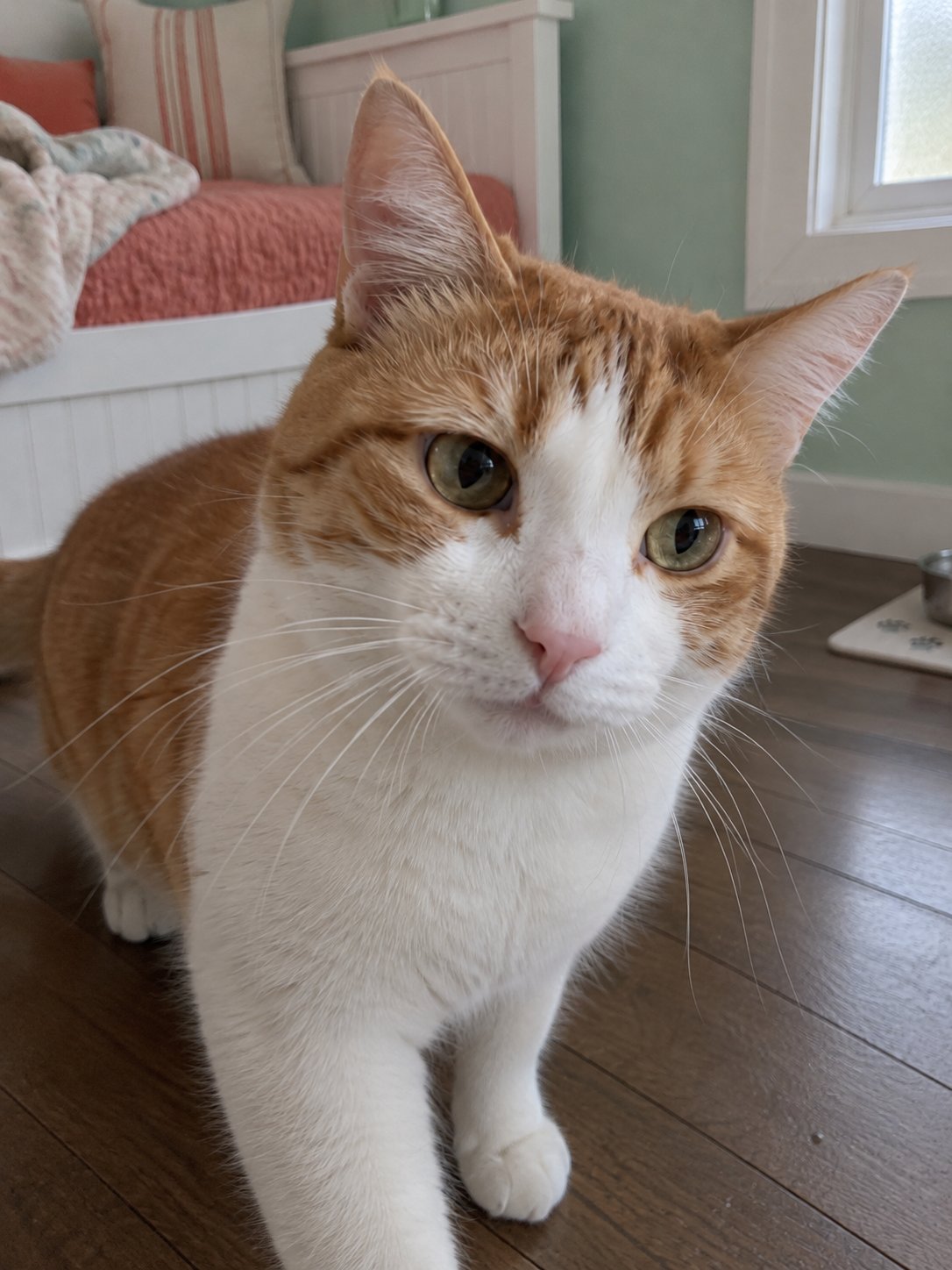 日中の長い外出に猫ちゃんのお世話を相談｜初回の訪問で知りたかったこと