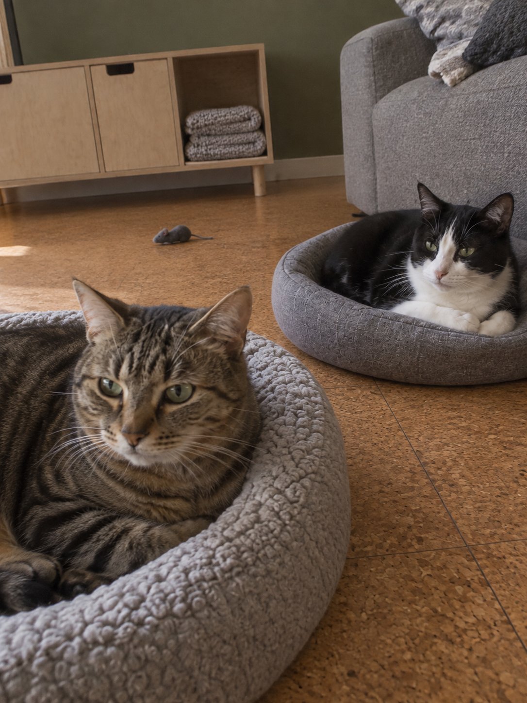 猫ちゃん2匹のお留守番｜それぞれの食事と過ごし方を分けて報告