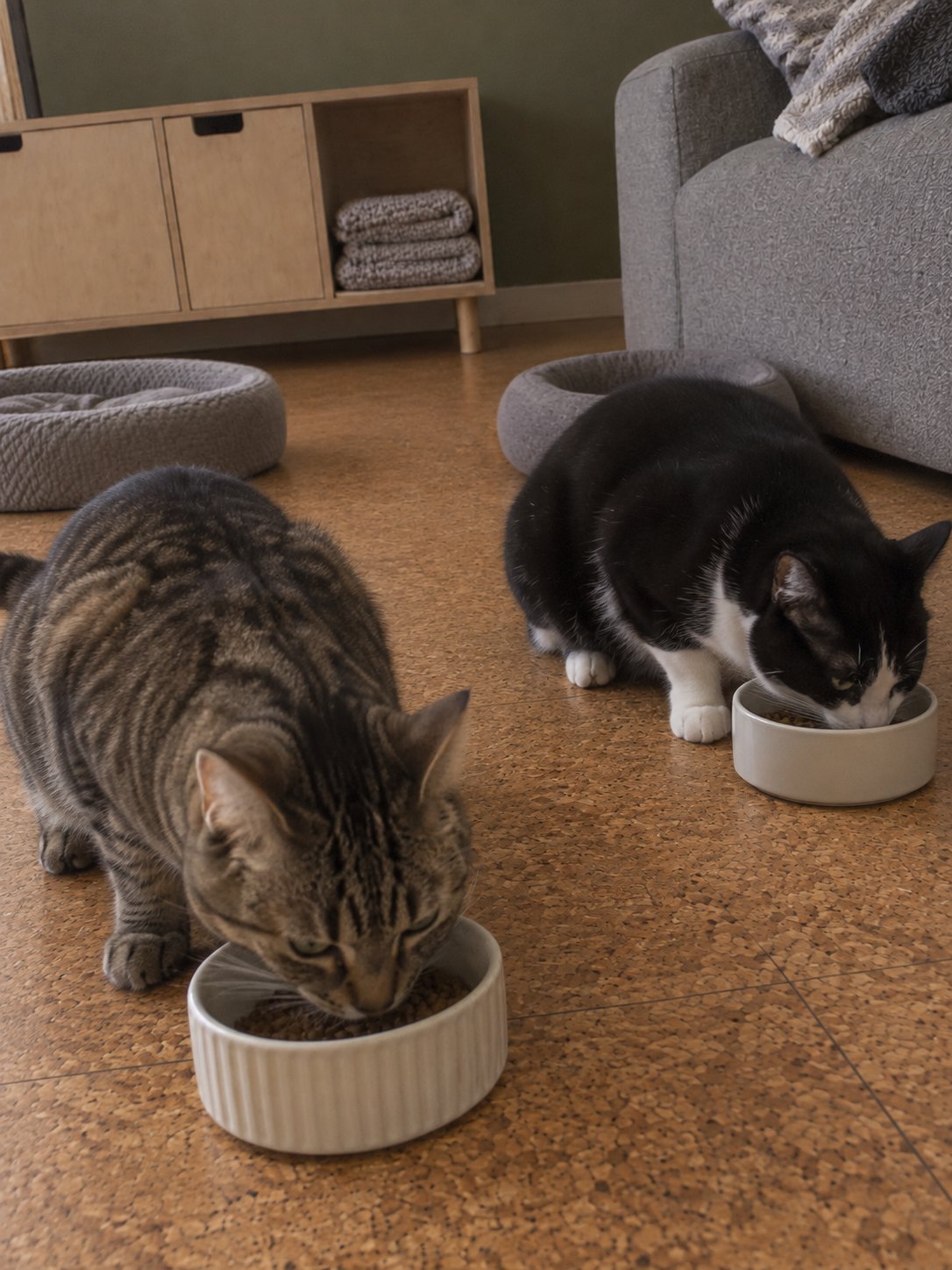 二匹で過ごすコルク床でごはんを食べる猫のイメージ