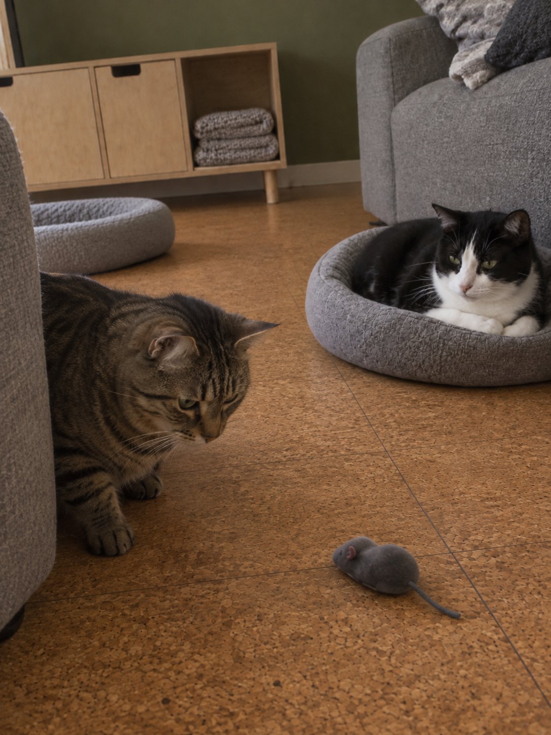二匹で過ごすコルク床で室内の様子を確かめる猫のイメージ