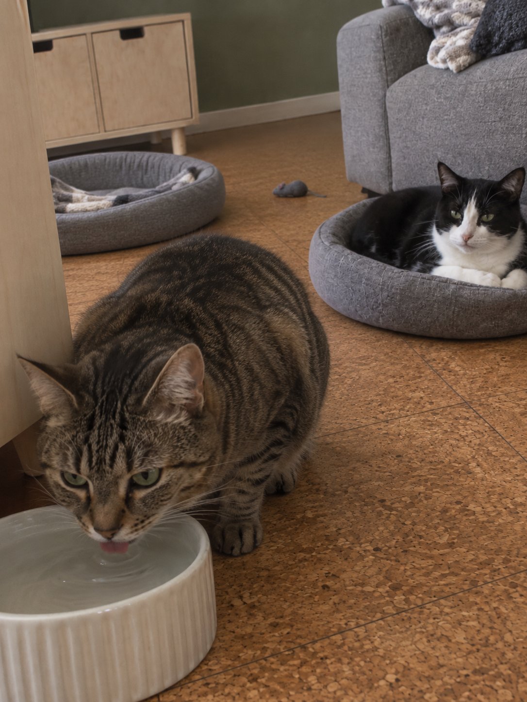 二匹で過ごすコルク床で水飲み場のそばで過ごす猫のイメージ