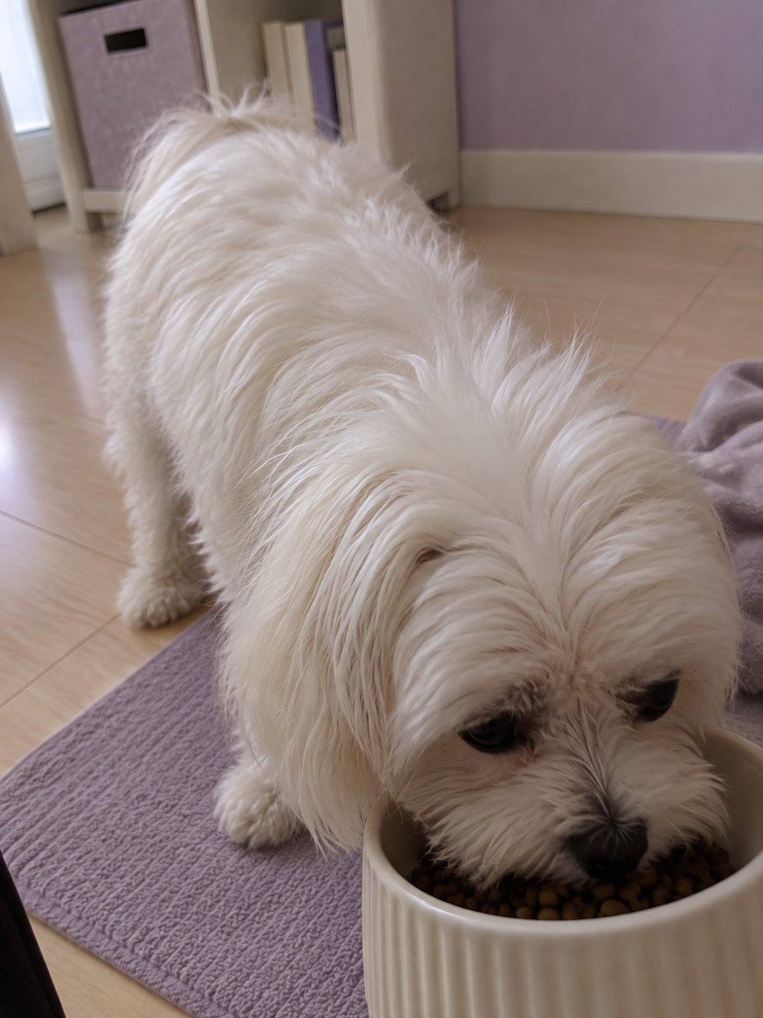 ラベンダー色の小さな部屋でごはんを食べる犬のイメージ