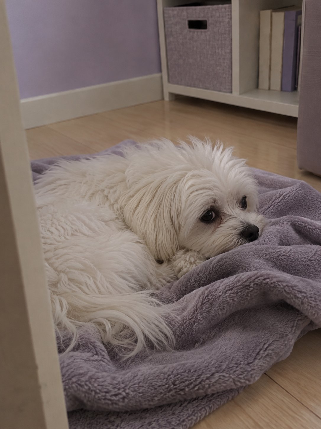 ラベンダー色の小さな部屋で休んでいる犬のイメージ