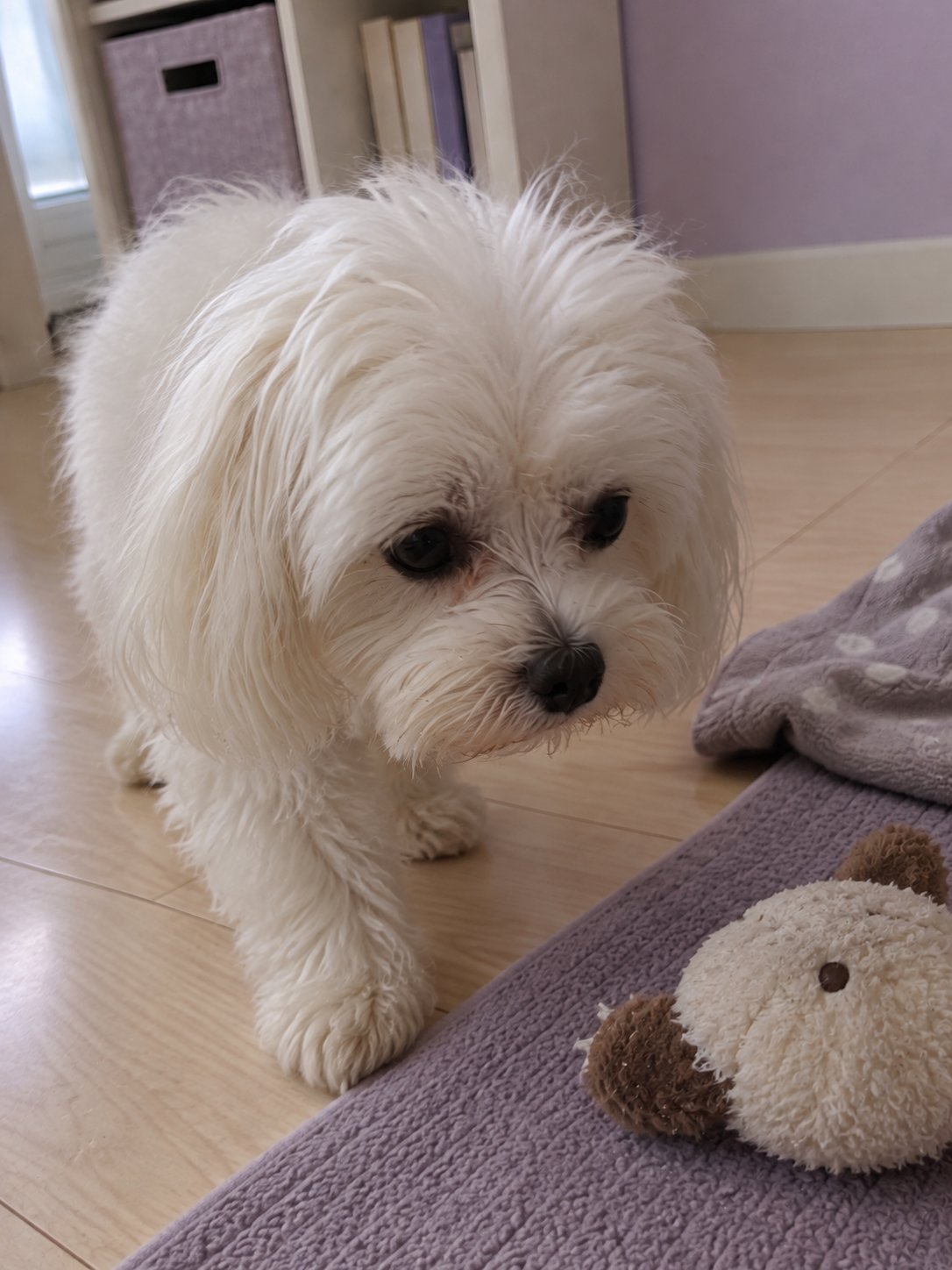 ラベンダー色の小さな部屋で室内の様子を確かめる犬のイメージ