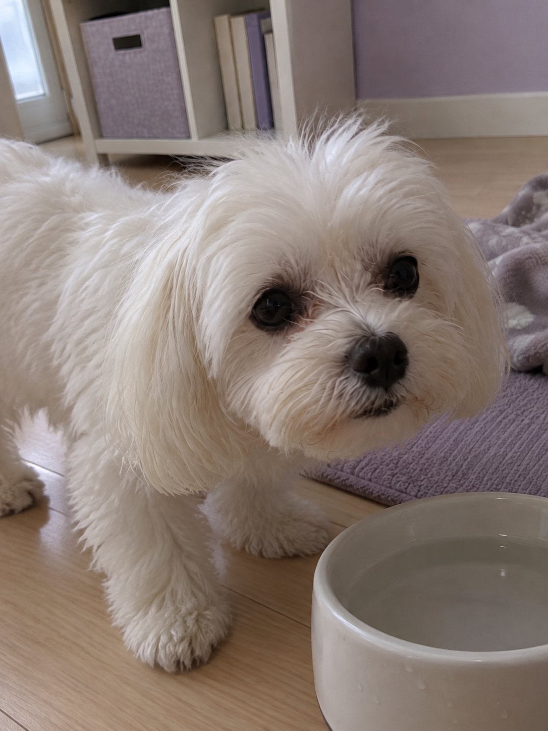 ラベンダー色の小さな部屋で水飲み場のそばで過ごす犬のイメージ