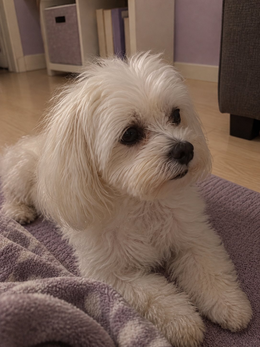 ラベンダー色の小さな部屋で夕方にくつろぐ犬のイメージ