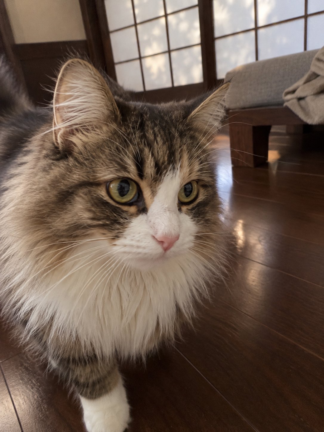 猫ちゃんを自宅でお世話してもらう選択｜初めての訪問型ペットシッター