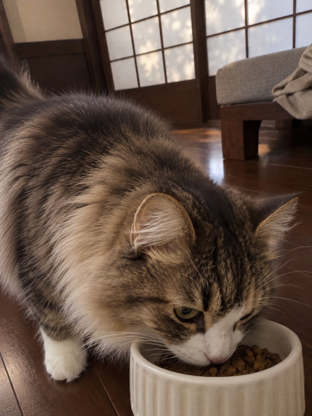 濃い木と障子のモダンな部屋でごはんを食べる猫のイメージ