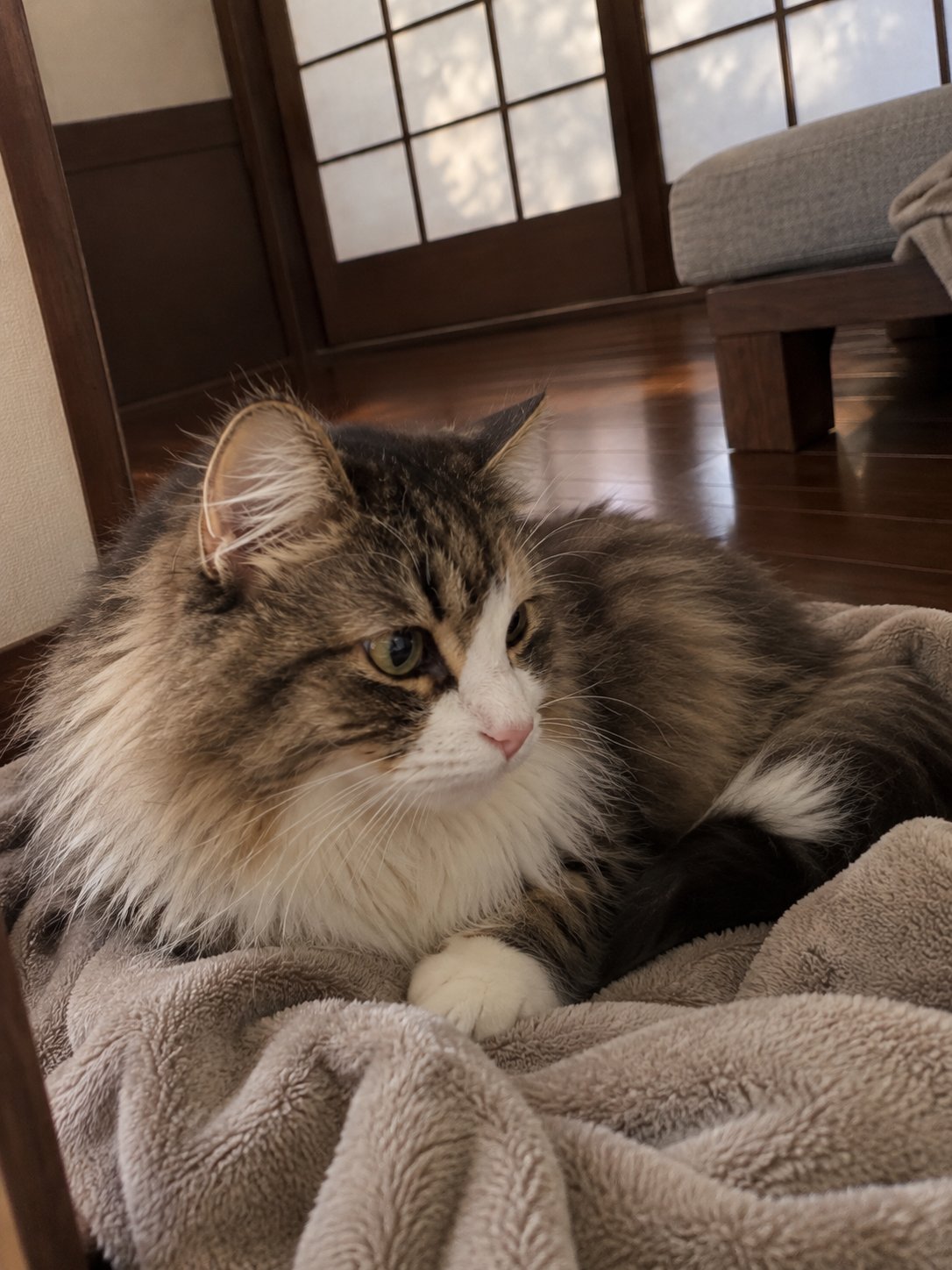 濃い木と障子のモダンな部屋で休んでいる猫のイメージ