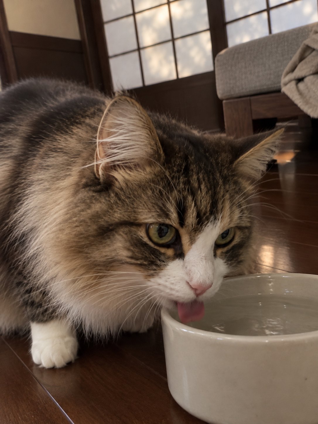 濃い木と障子のモダンな部屋で水飲み場のそばで過ごす猫のイメージ