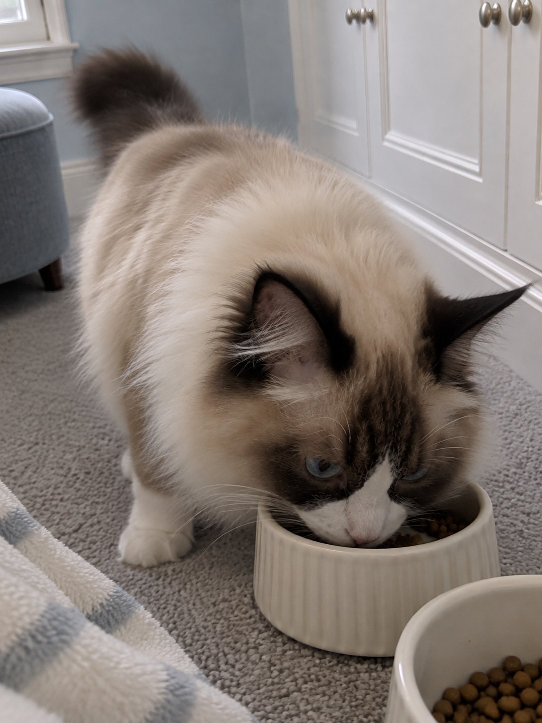 水色と白の上品な部屋でごはんを食べる猫のイメージ