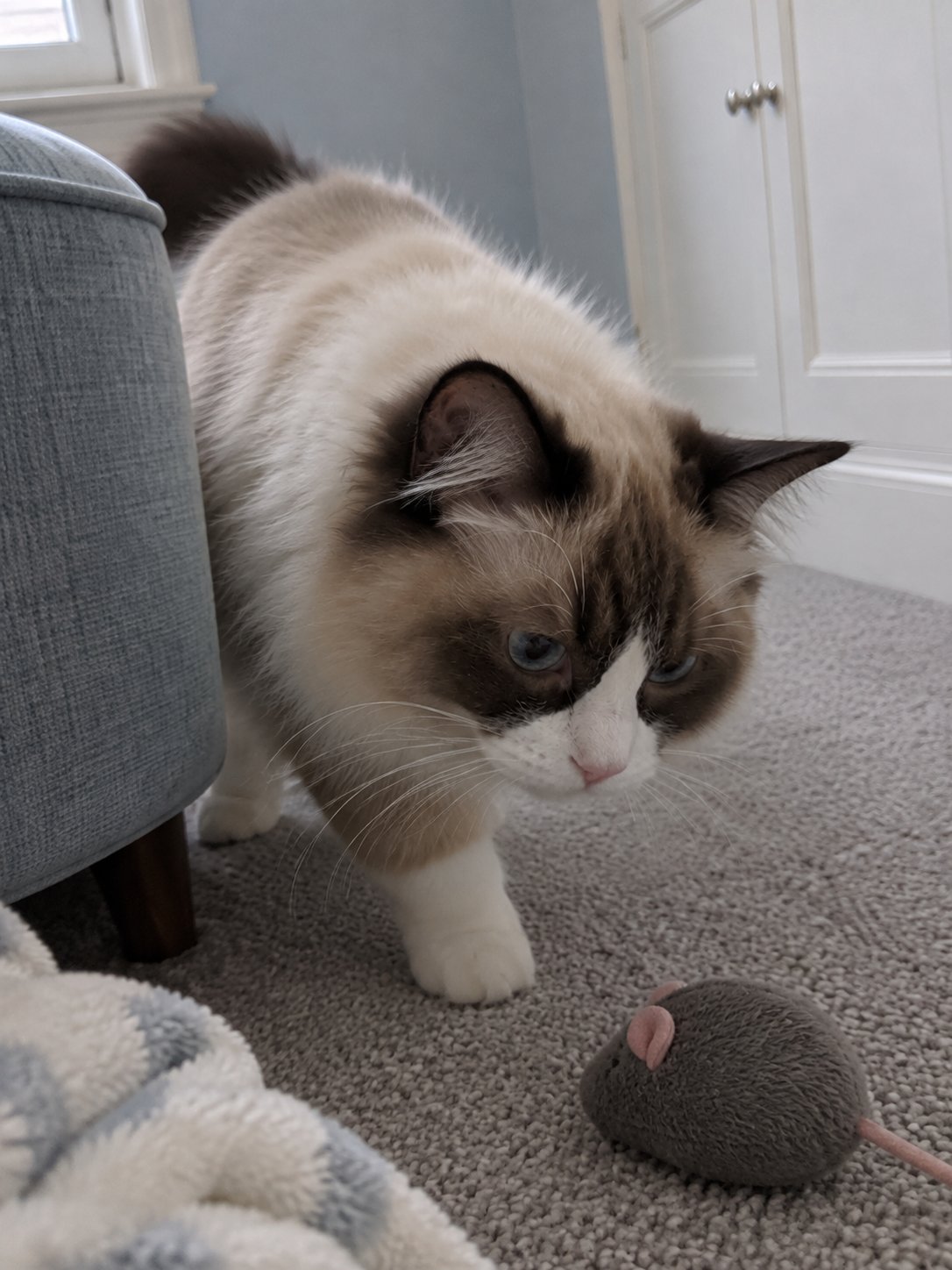 水色と白の上品な部屋で室内の様子を確かめる猫のイメージ