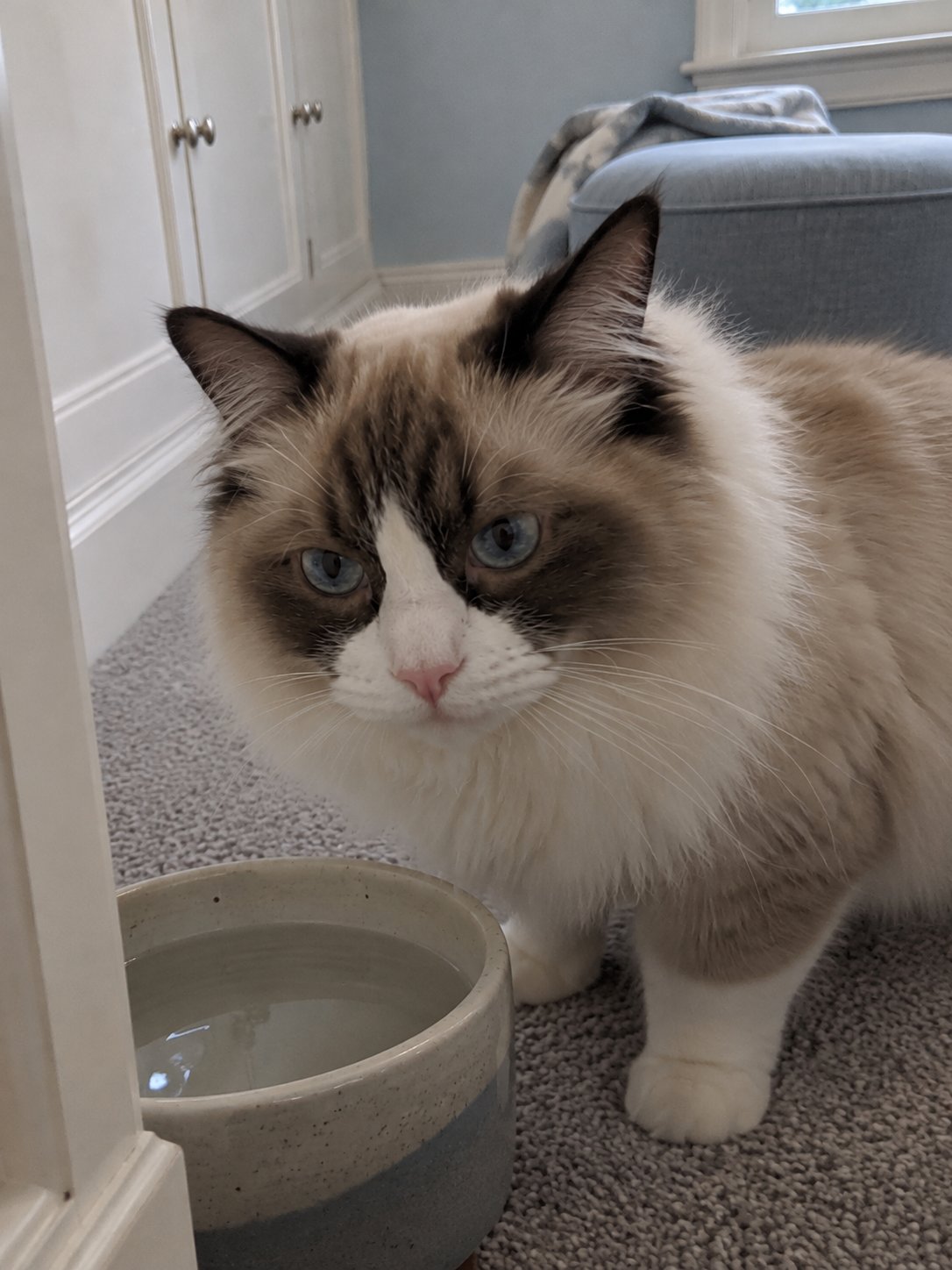 水色と白の上品な部屋で水飲み場のそばで過ごす猫のイメージ
